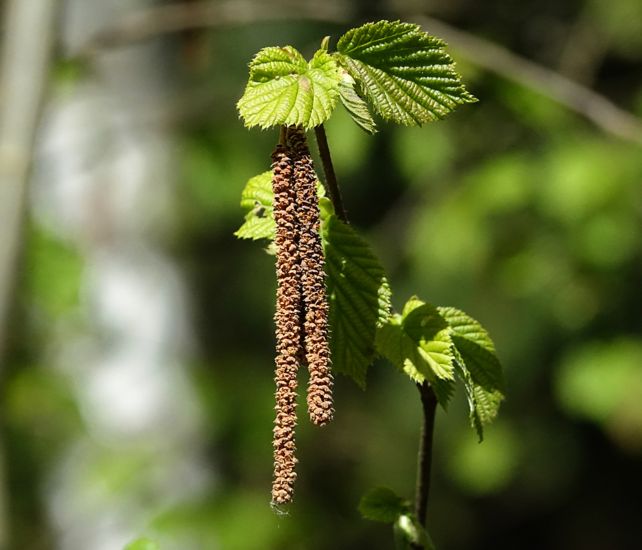 Image of Corylus avellana specimen.