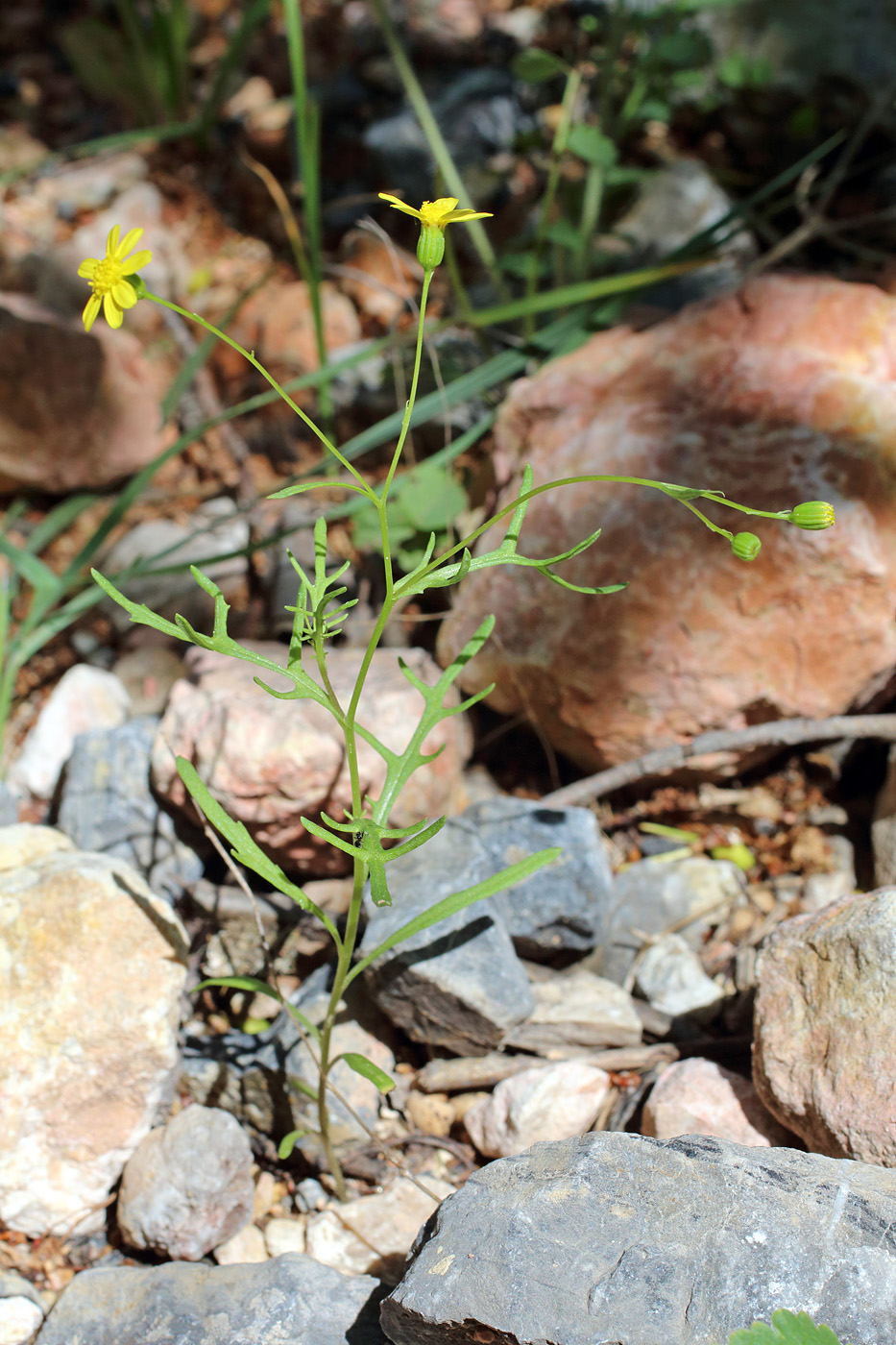 Image of Senecio noeanus specimen.