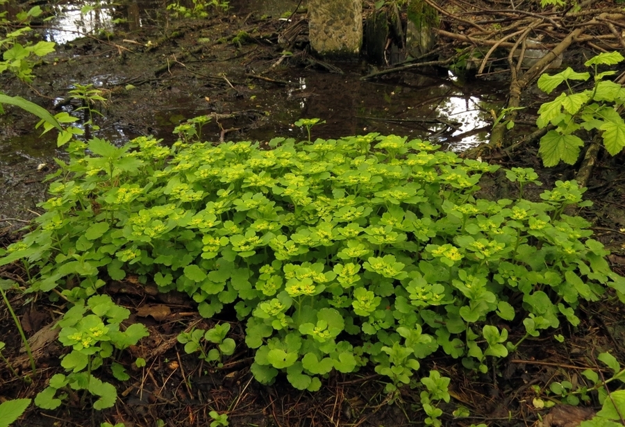 Image of Chrysosplenium alternifolium specimen.