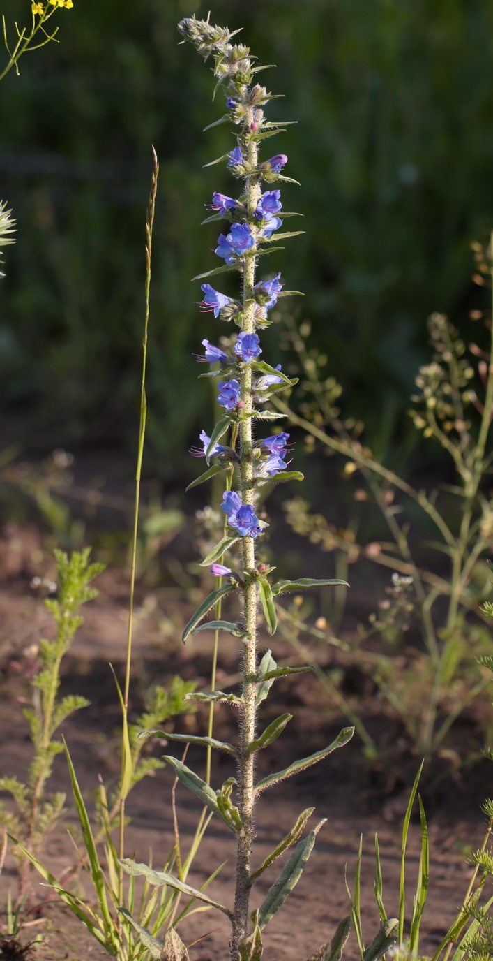 Image of Echium vulgare specimen.