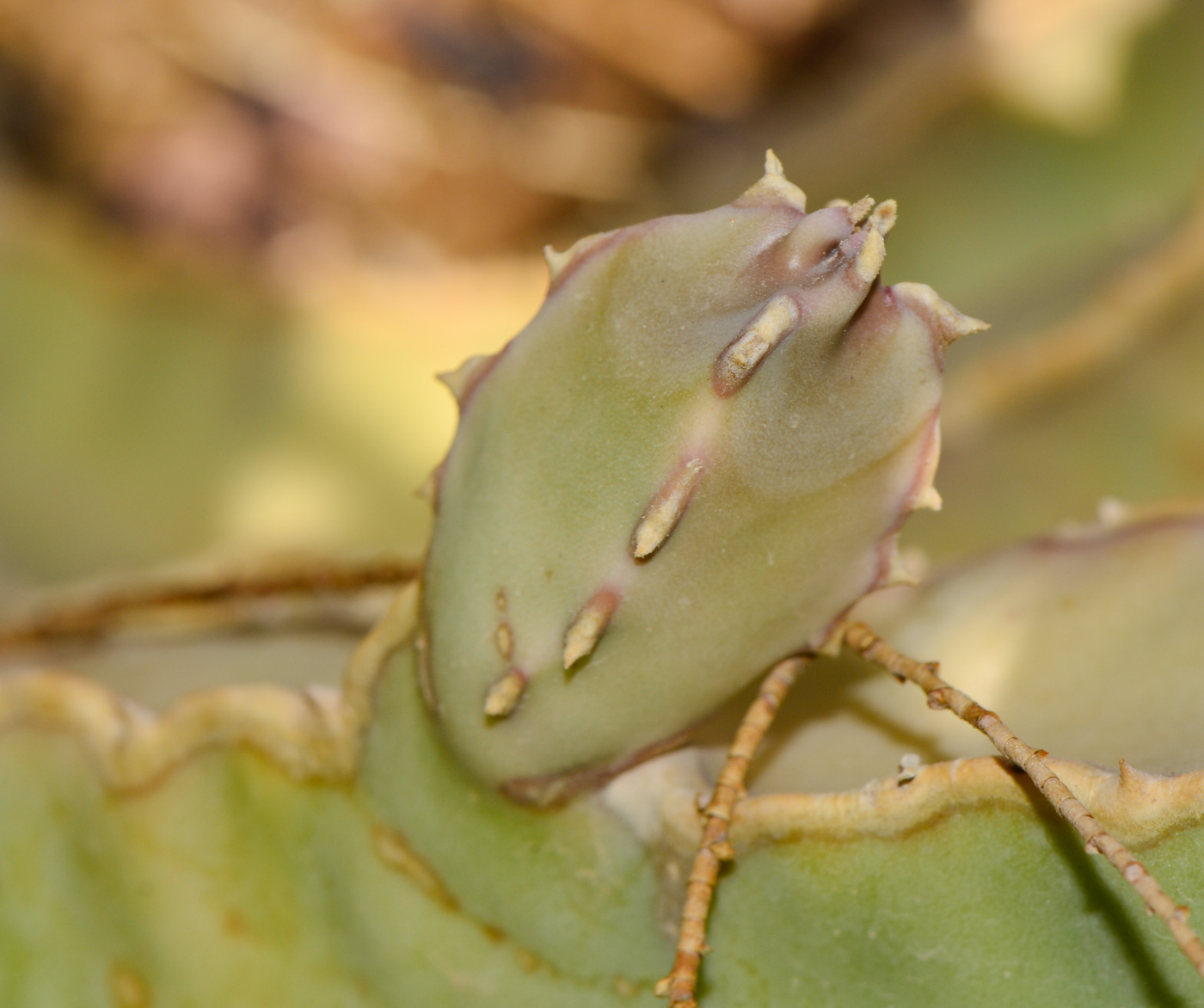 Image of Desmidorchis speciosa specimen.