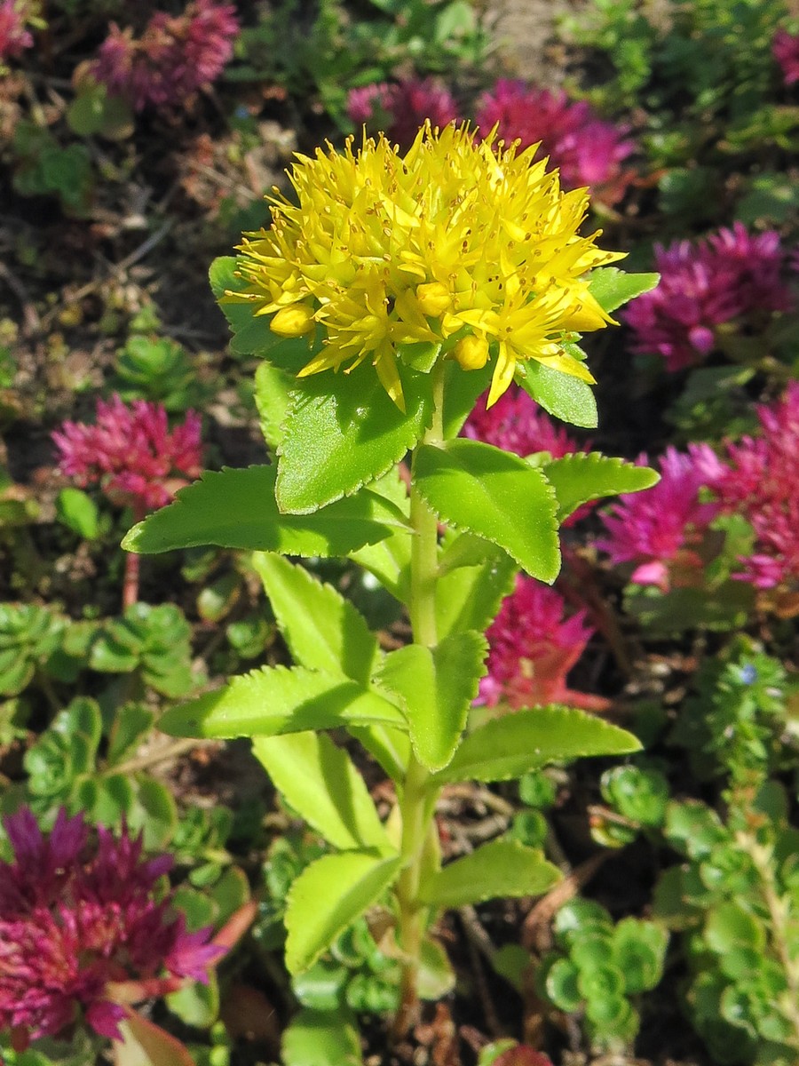 Image of genus Sedum specimen.