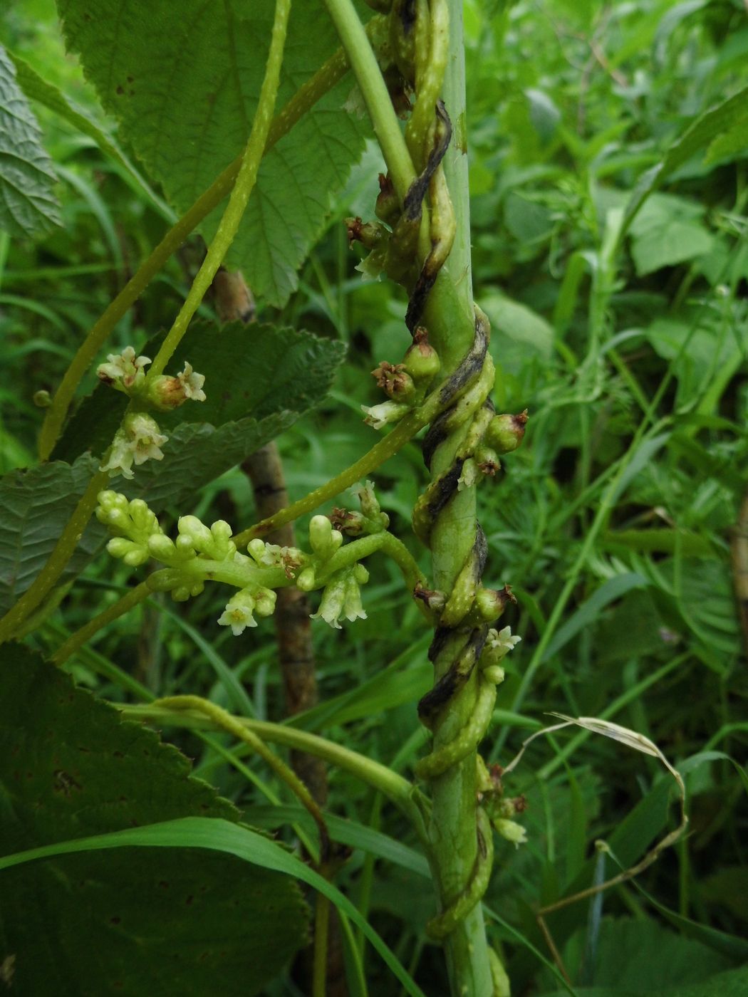 Image of Cuscuta lupuliformis specimen.