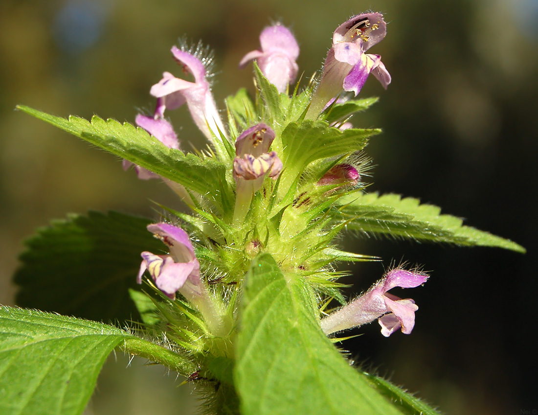 Image of Galeopsis bifida specimen.