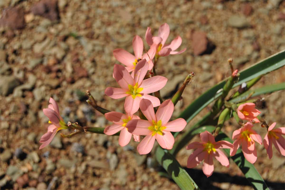 Изображение особи Moraea miniata.