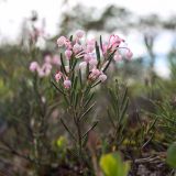 Andromeda polifolia. Верхушка цветущего растения. Томская обл., Парабельский р-н, Васюганское болото. 06.06.2017.