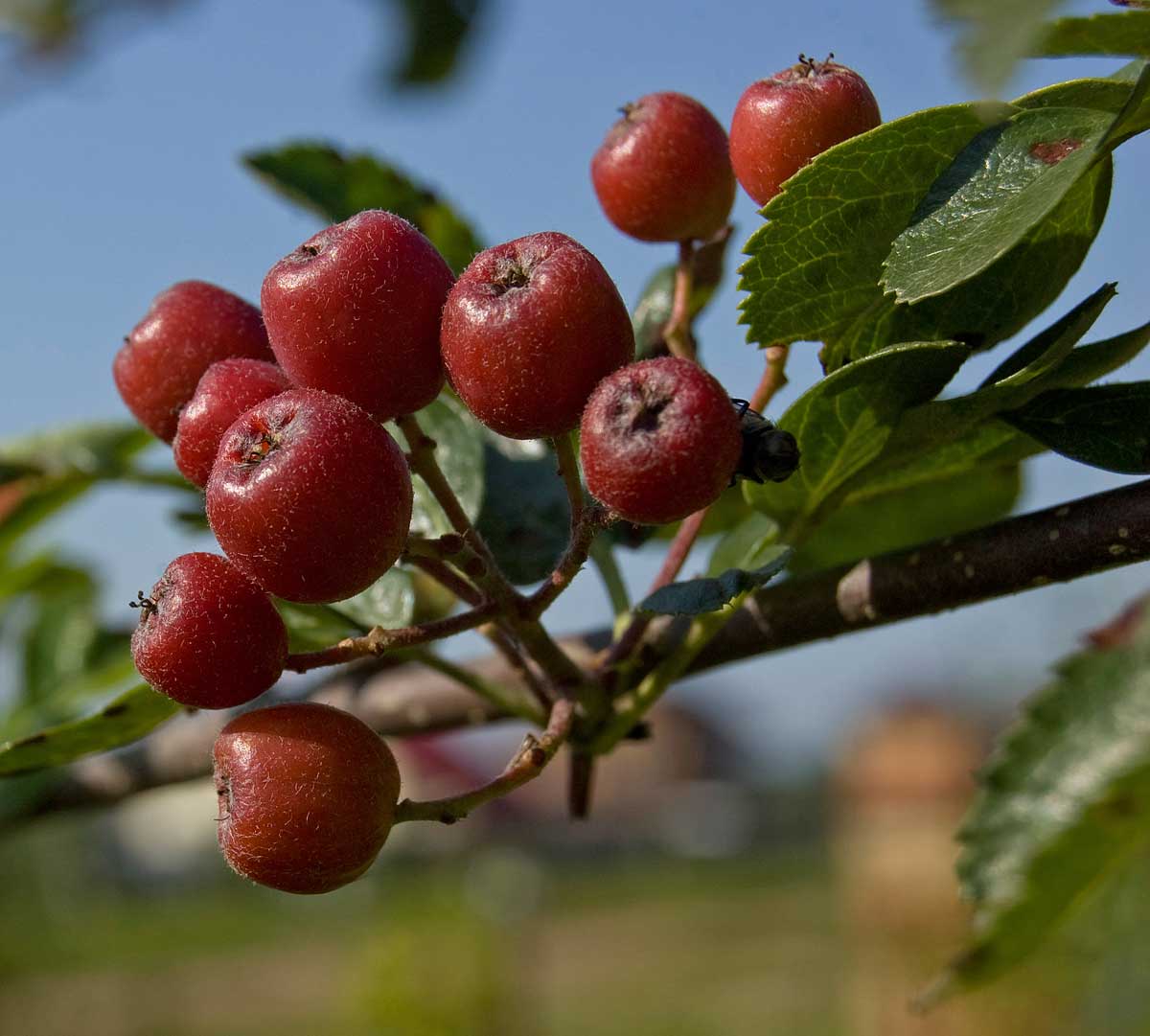 Image of &times; Crataegosorbus miczurinii specimen.