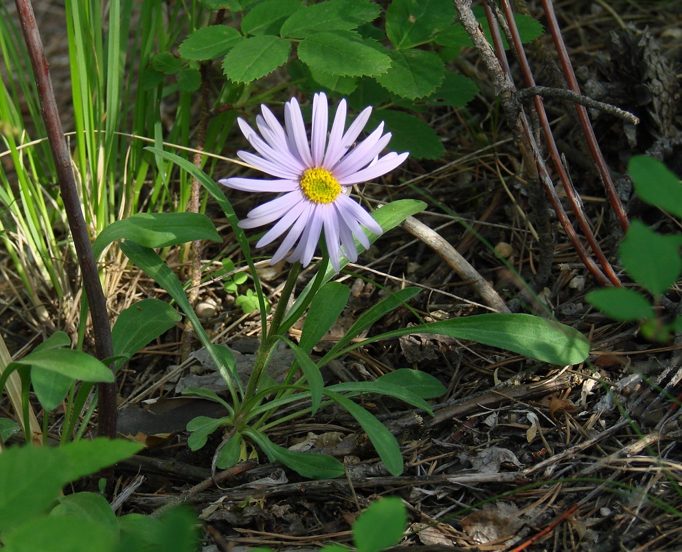 Image of Aster alpinus specimen.