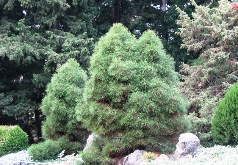 Image of Pinus pallasiana specimen.