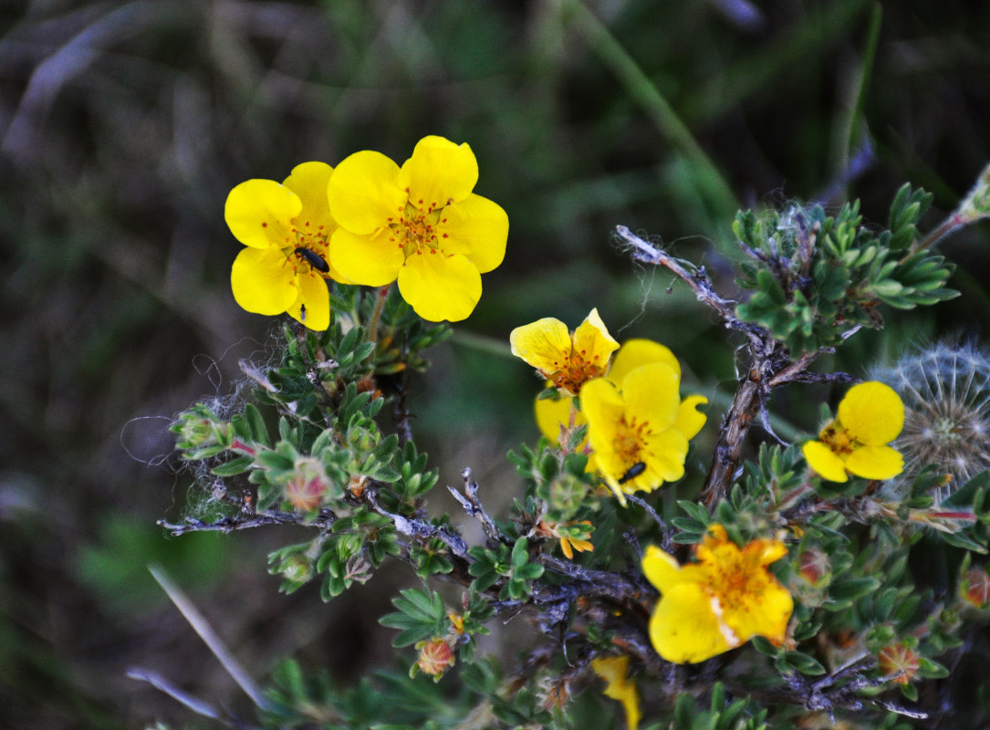 Изображение особи Dasiphora fruticosa.