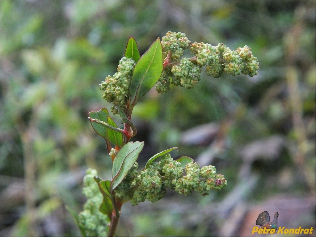 Изображение особи род Chenopodium.