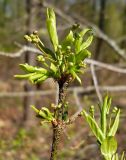 Euonymus verrucosus. Верхушка побега с бутонами и разворачивающимися листьями. Чувашия, окрестности г. Шумерля, берег р. Сура, ниже устья р. Мочалка. 21 апреля 2008 г.