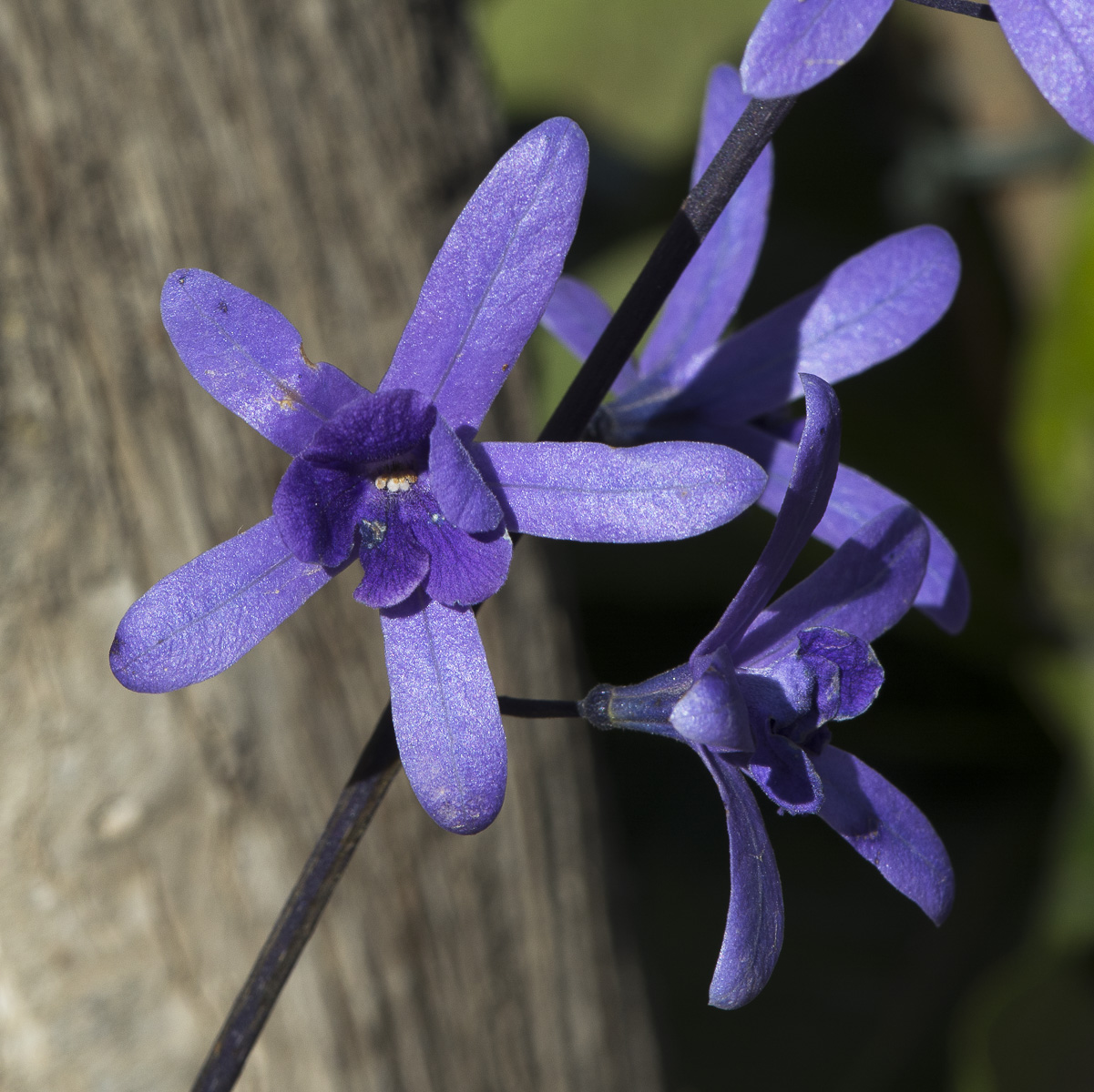 Image of Petrea volubilis specimen.