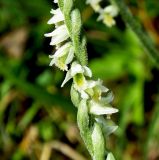 Spiranthes spiralis