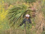 Saccharum officinarum. Срезанные растения. Китай, пров. Юньнань, автономный округ Вэньшань-Мяо-Чжуанский, уезд Гуаннань, национальный парк «Guangnan Baimei», берег реки. 03.03.2016.