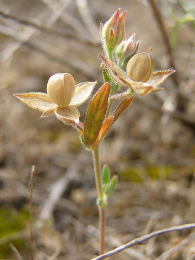 Image of Helianthemum salicifolium specimen.