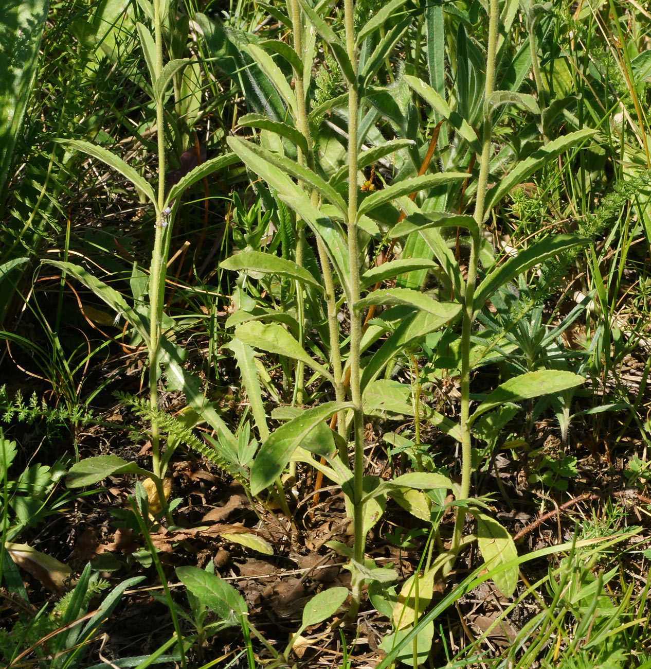 Image of Veronica porphyriana specimen.