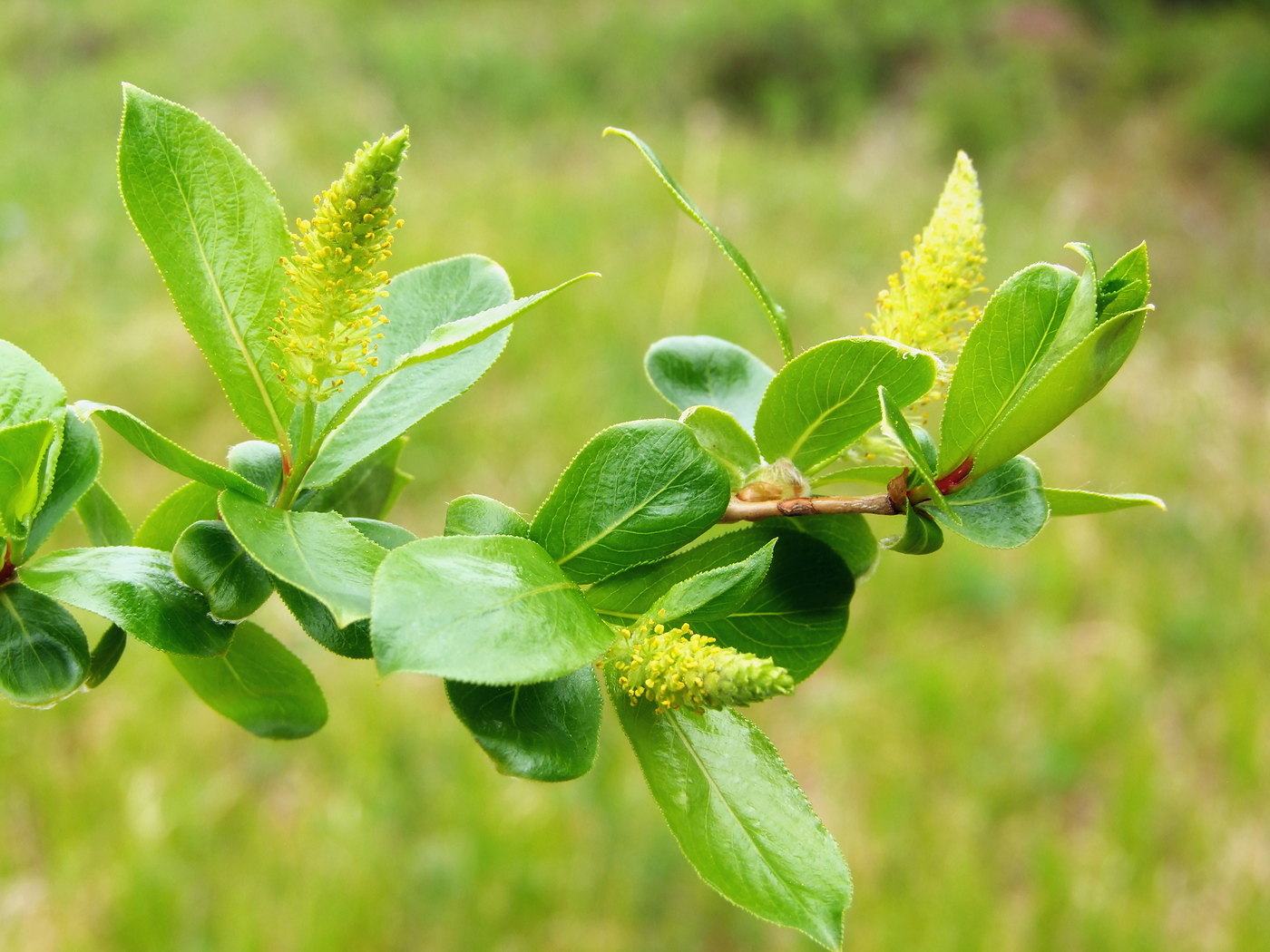 Изображение особи Salix pseudopentandra.