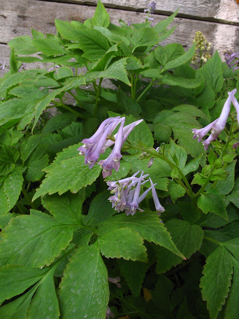 Image of Corydalis temulifolia ssp. aegopodioides specimen.