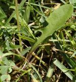 род Taraxacum