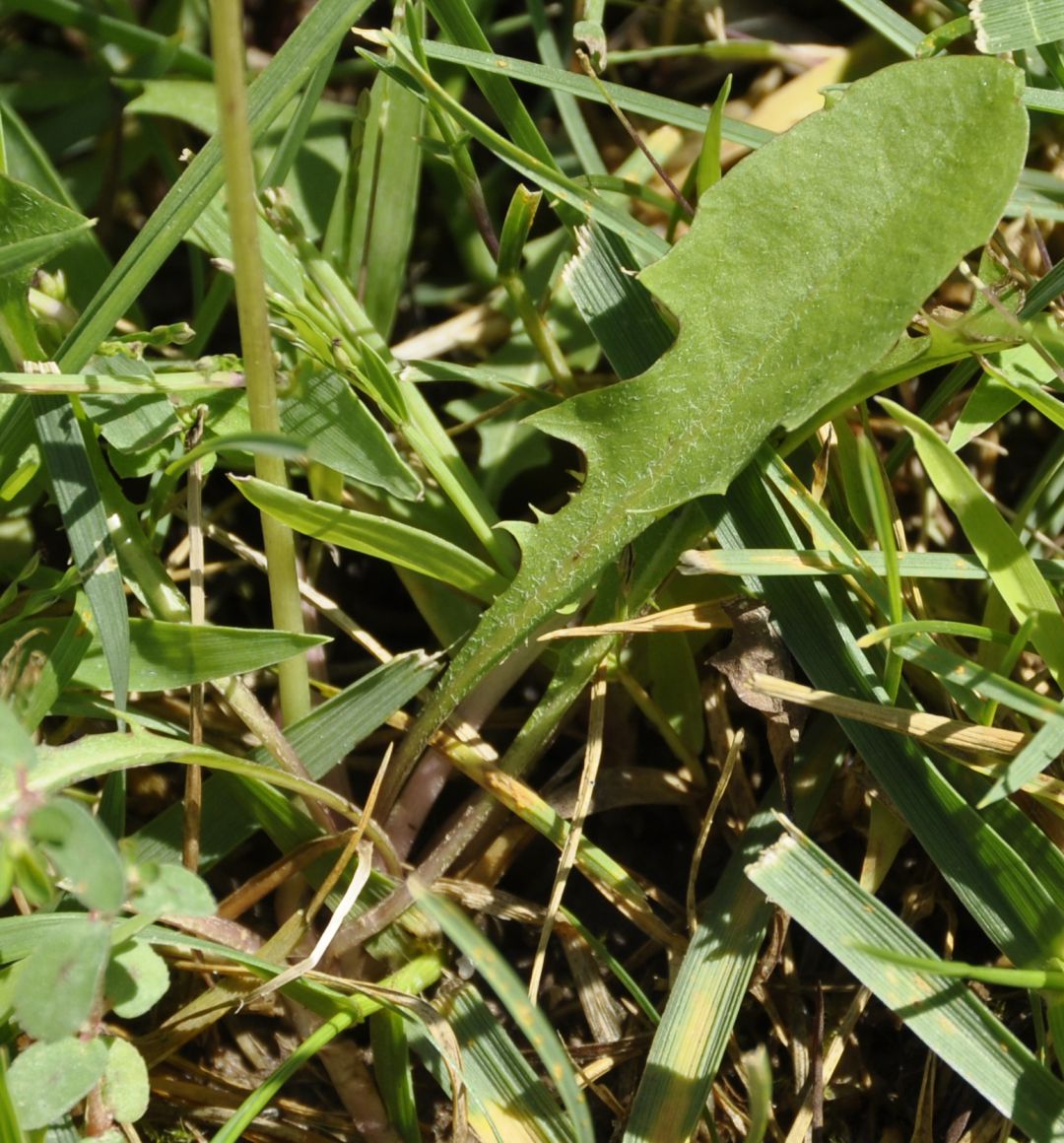 Изображение особи род Taraxacum.