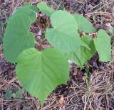 Tilia cordata. Молодое растение. Башкирия, окр. Белорецка, гора Мраткина. Край соснового леса возле садовых участков. Первая декада июня.