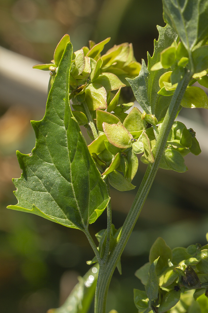 Image of Atriplex sagittata specimen.