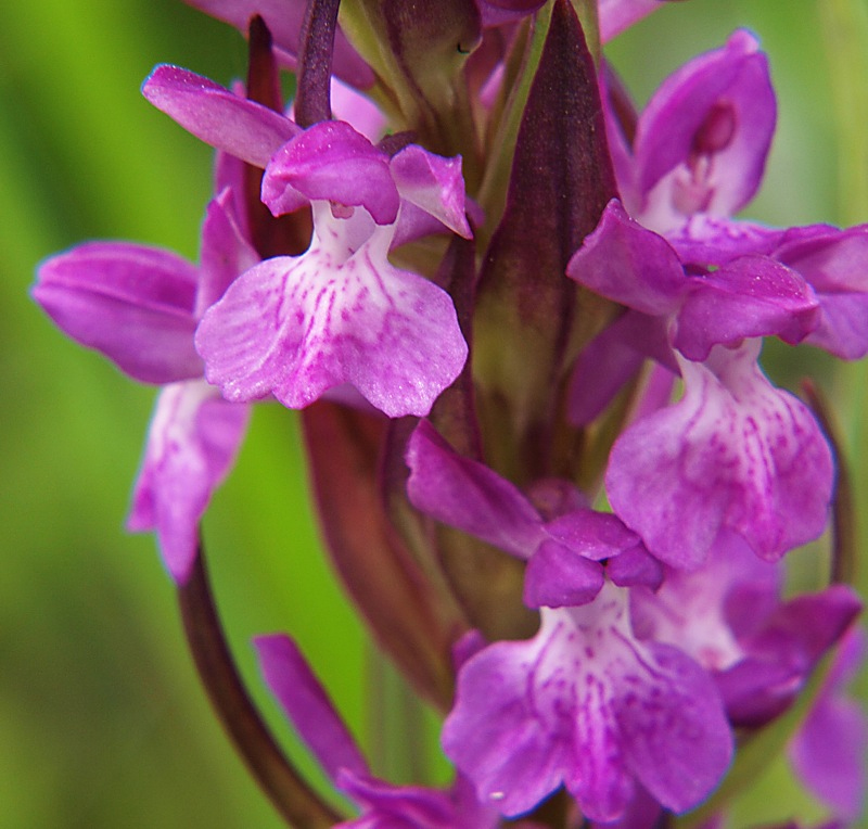 Изображение особи Dactylorhiza urvilleana.