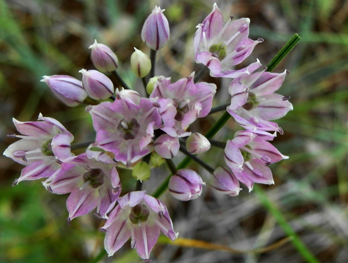 Image of genus Allium specimen.