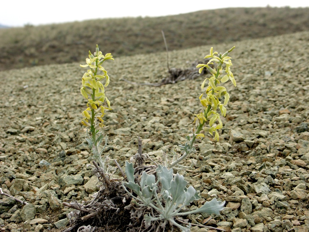 Image of Matthiola superba specimen.