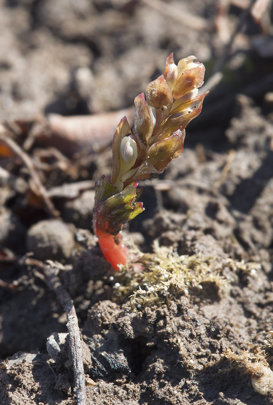 Изображение особи Corydalis ledebouriana.