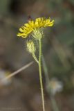 Crepis setosa