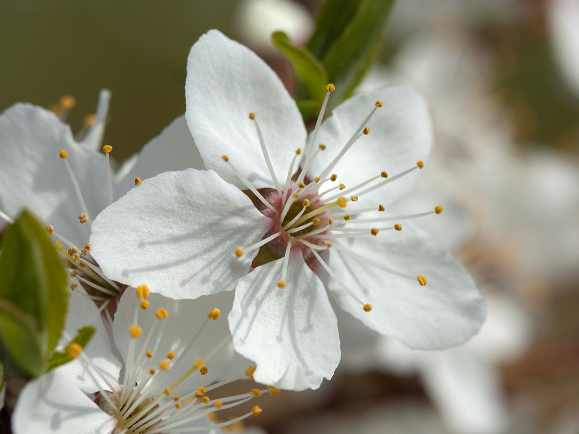 Image of Prunus cerasifera specimen.