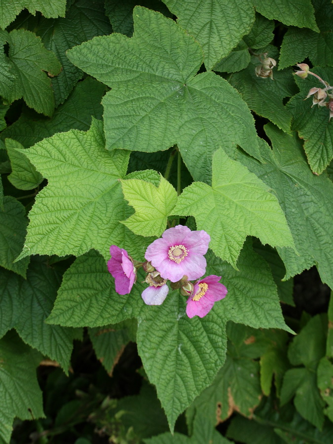 Image of Rubus odoratus specimen.