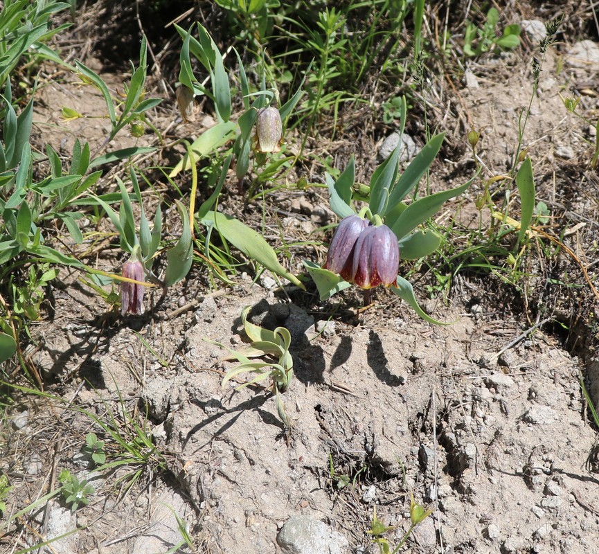 Image of Fritillaria kurdica specimen.