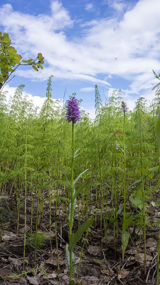 Изображение особи Dactylorhiza fuchsii.