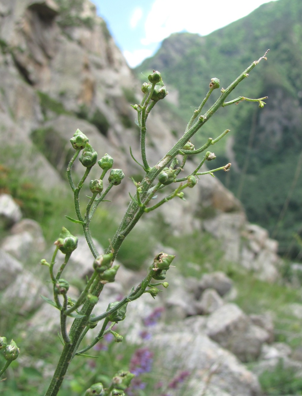 Изображение особи Scrophularia orientalis.