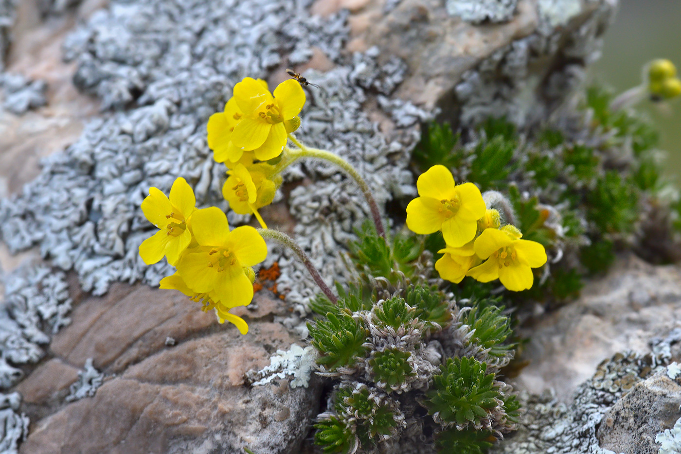 Image of Draba bruniifolia specimen.