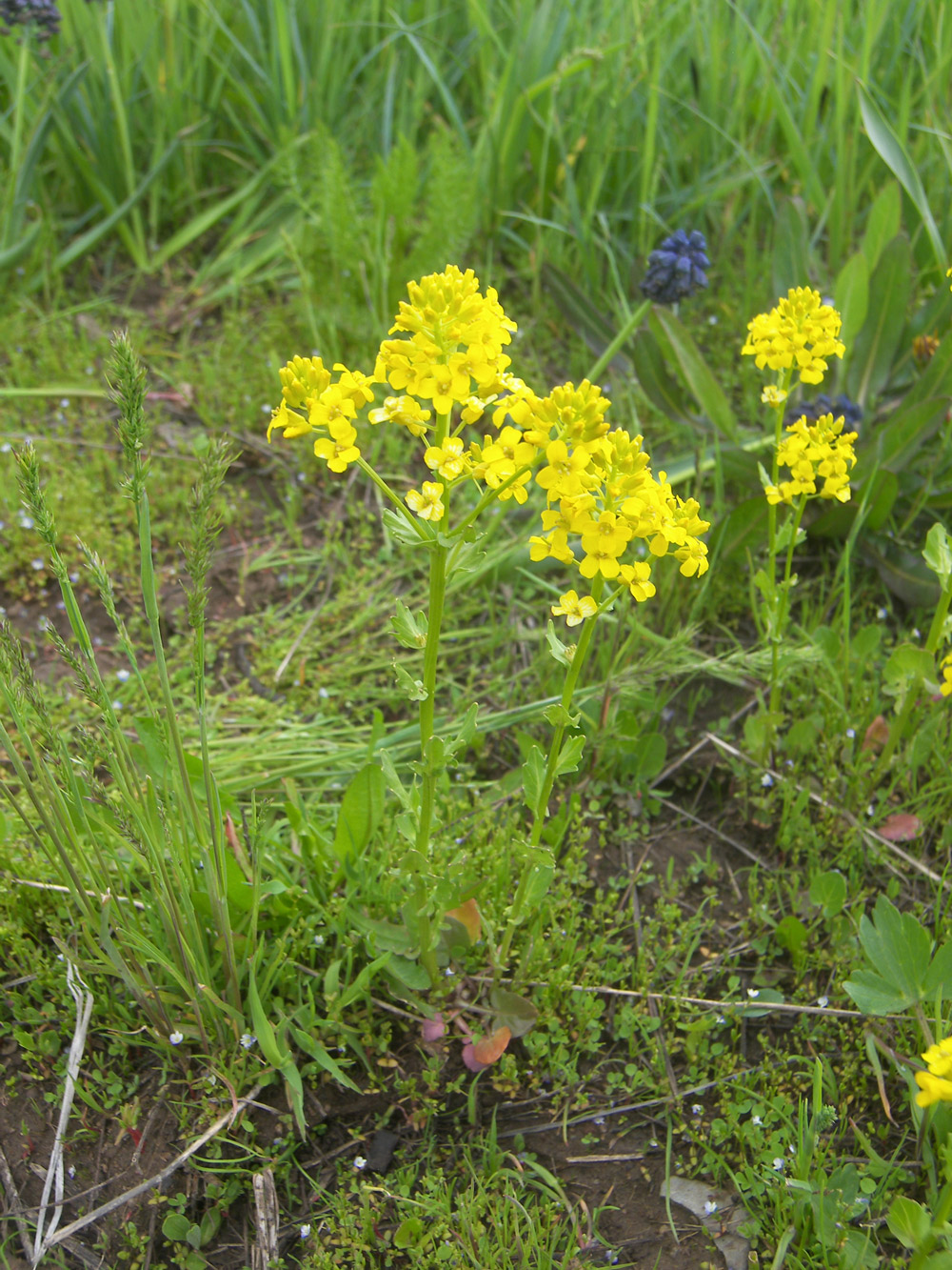 Image of Barbarea plantaginea specimen.