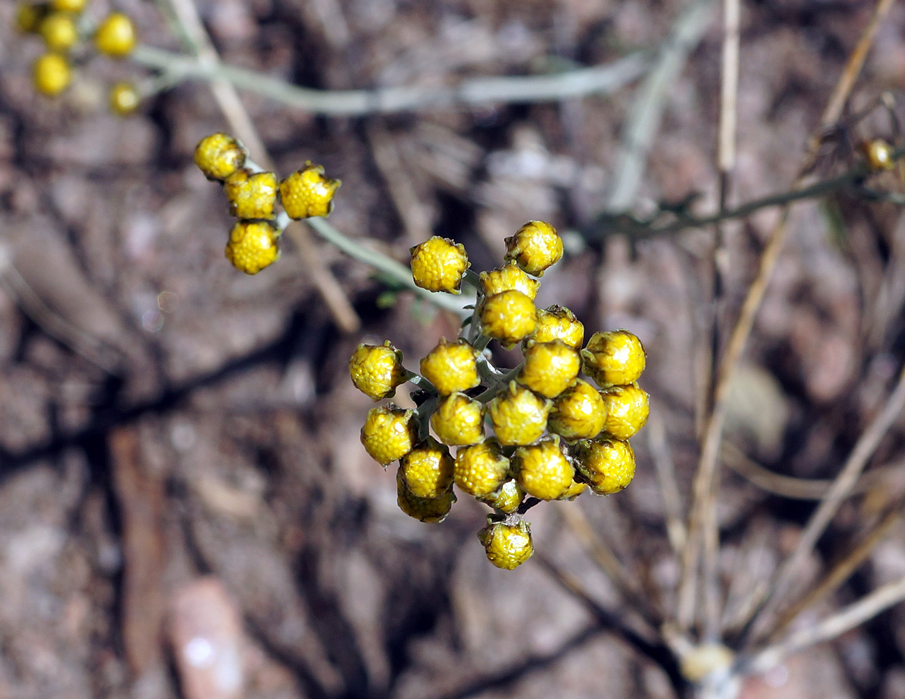 Image of Ajania fastigiata specimen.