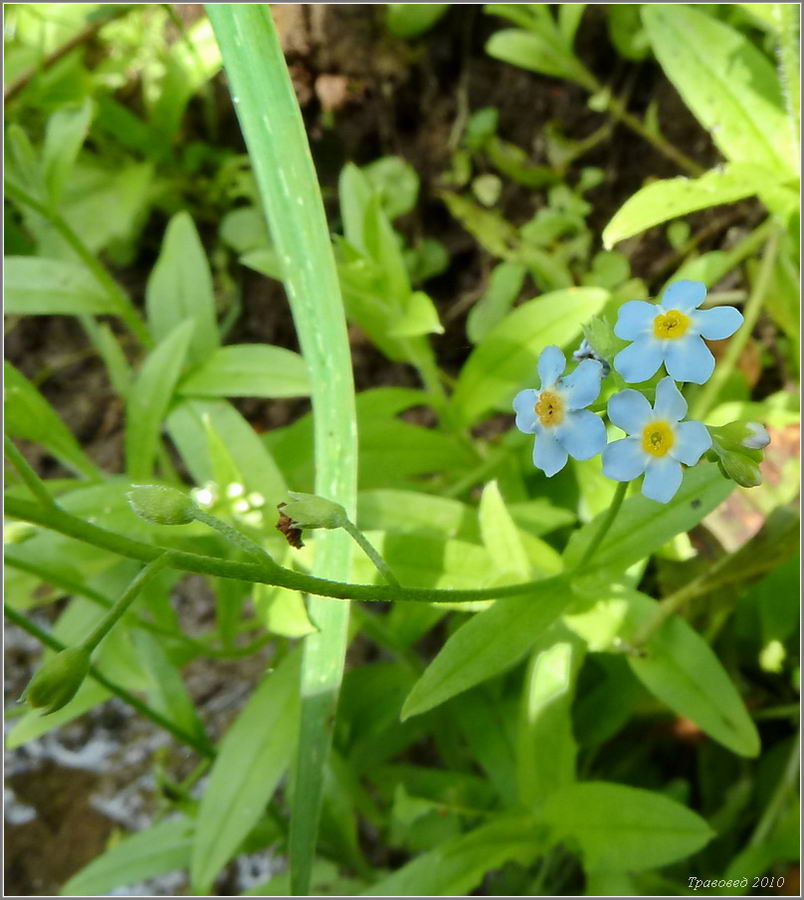 Изображение особи Myosotis palustris.