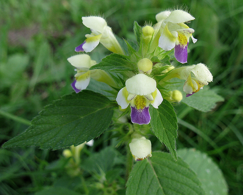 Изображение особи Galeopsis speciosa.