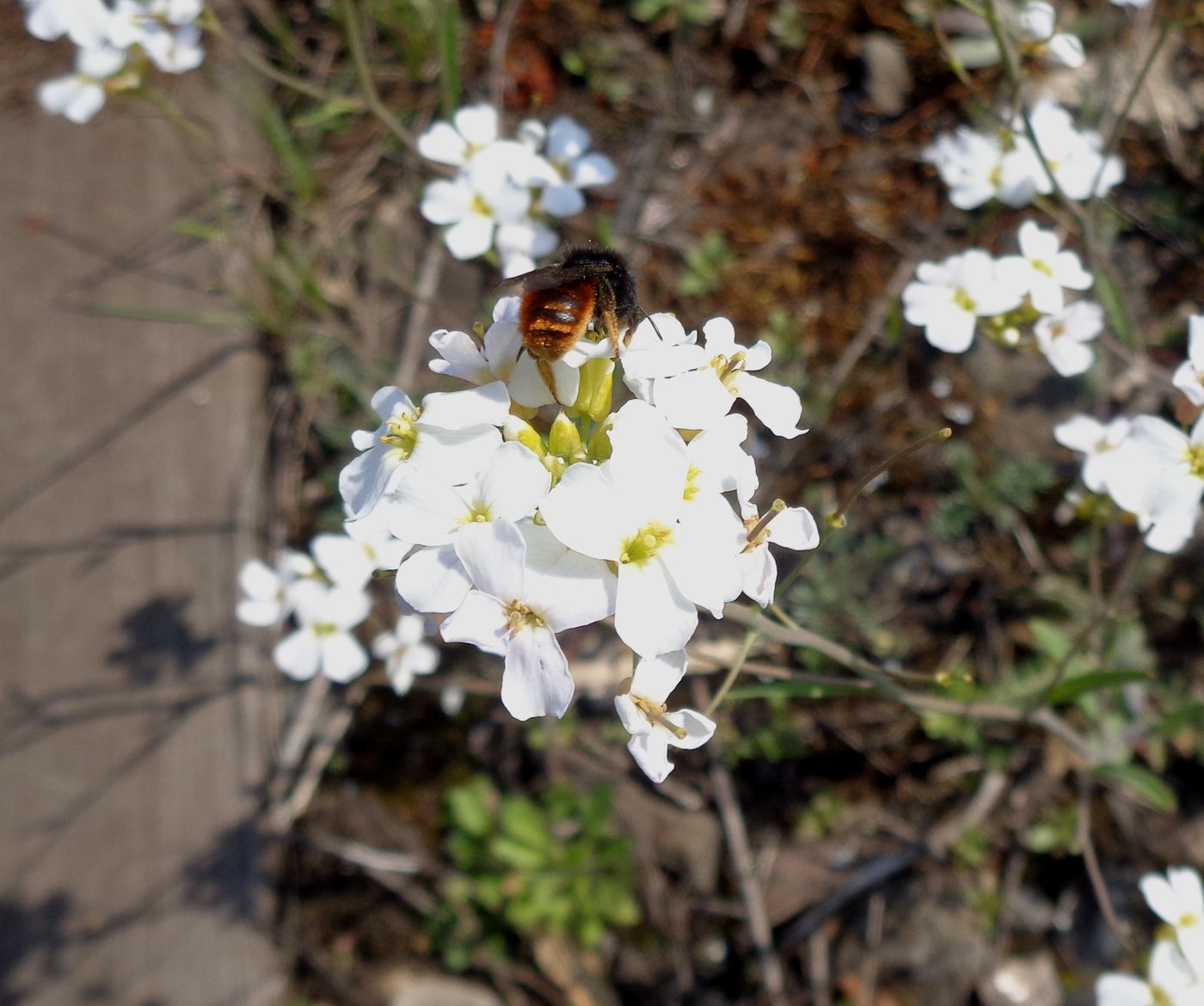 Изображение особи Arabidopsis arenosa.