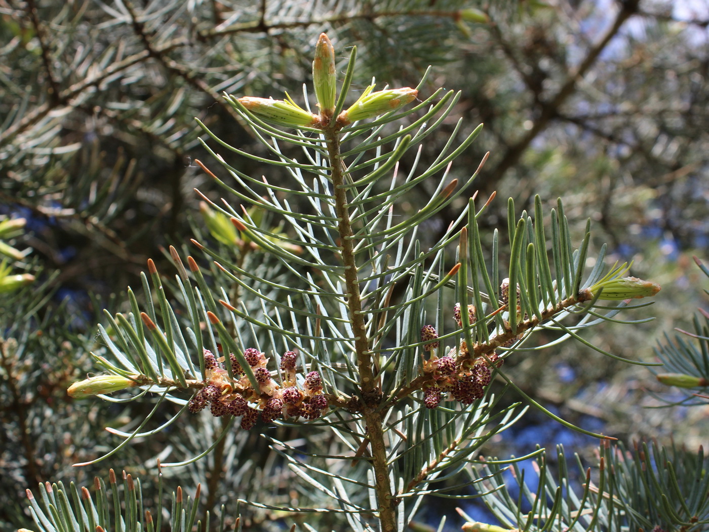 Image of Abies concolor specimen.