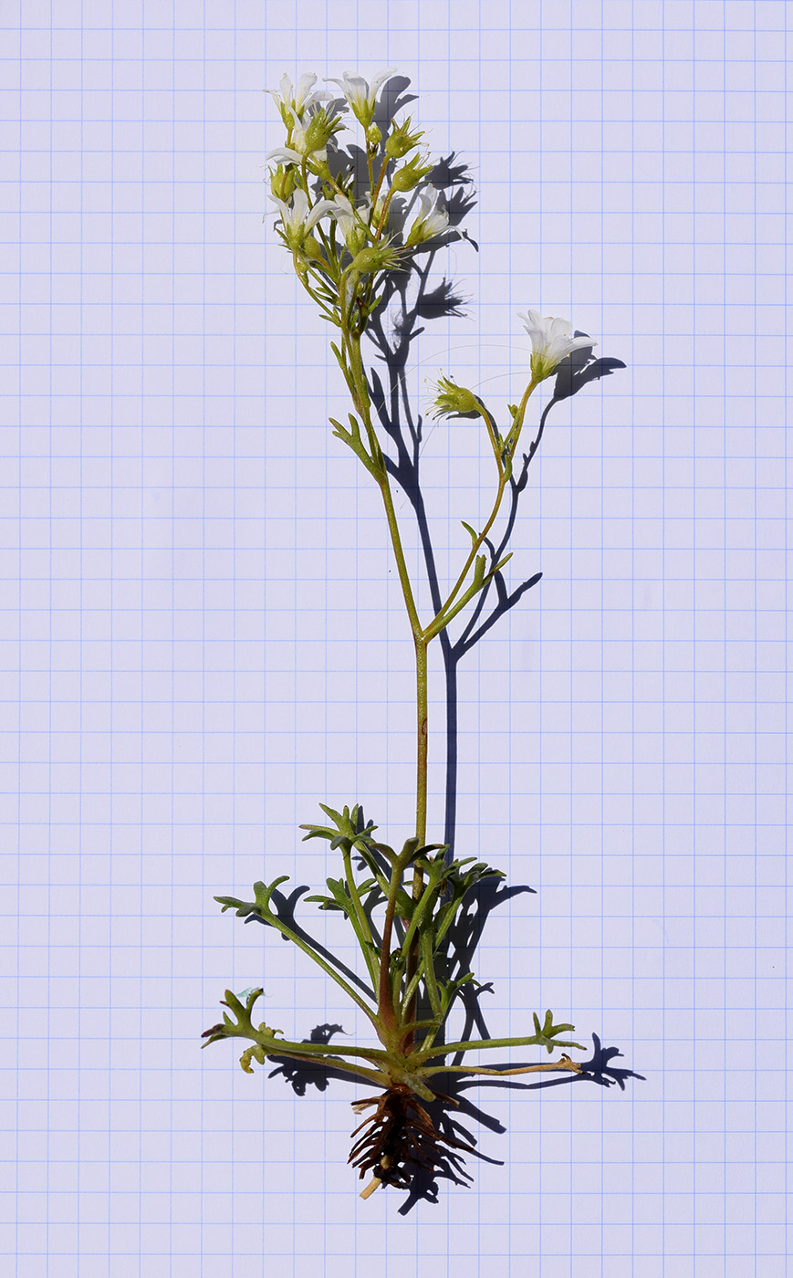 Image of Saxifraga fragilis specimen.