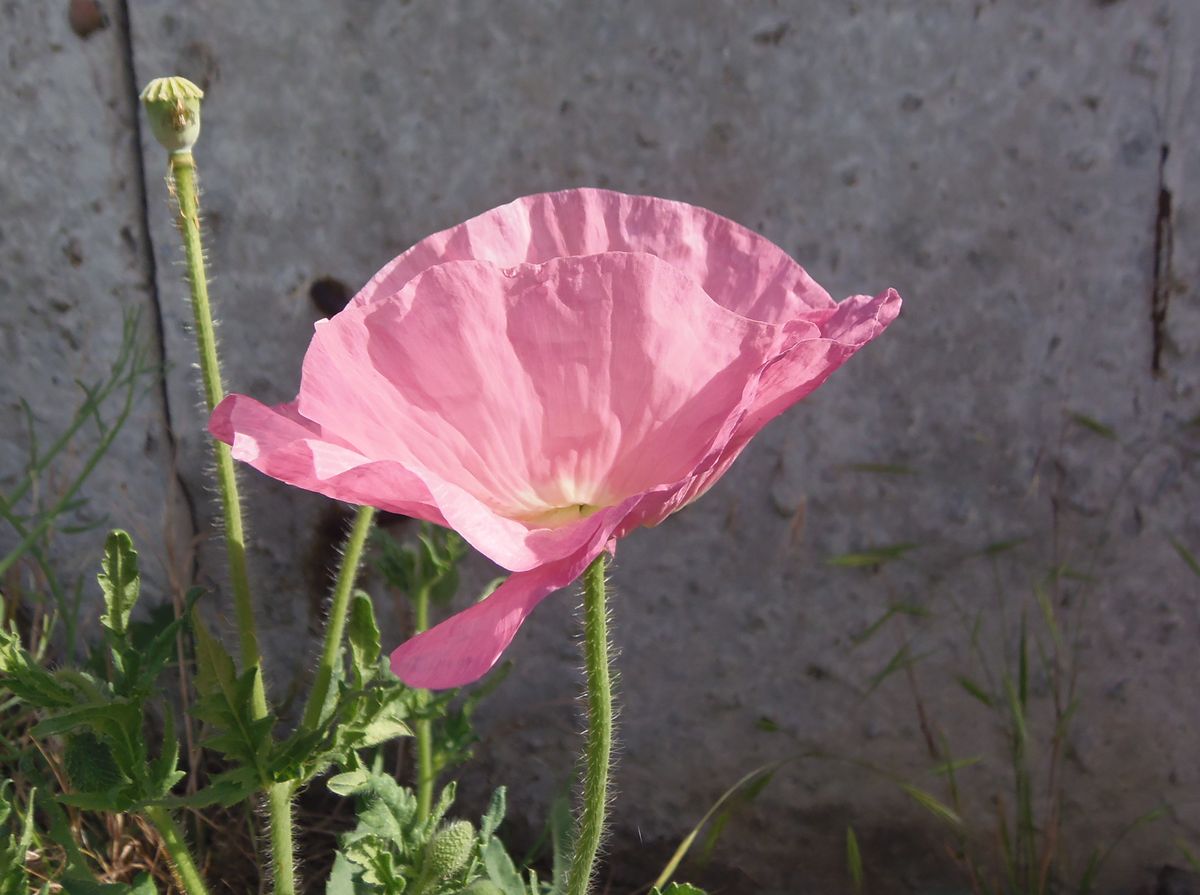 Image of Papaver rhoeas specimen.