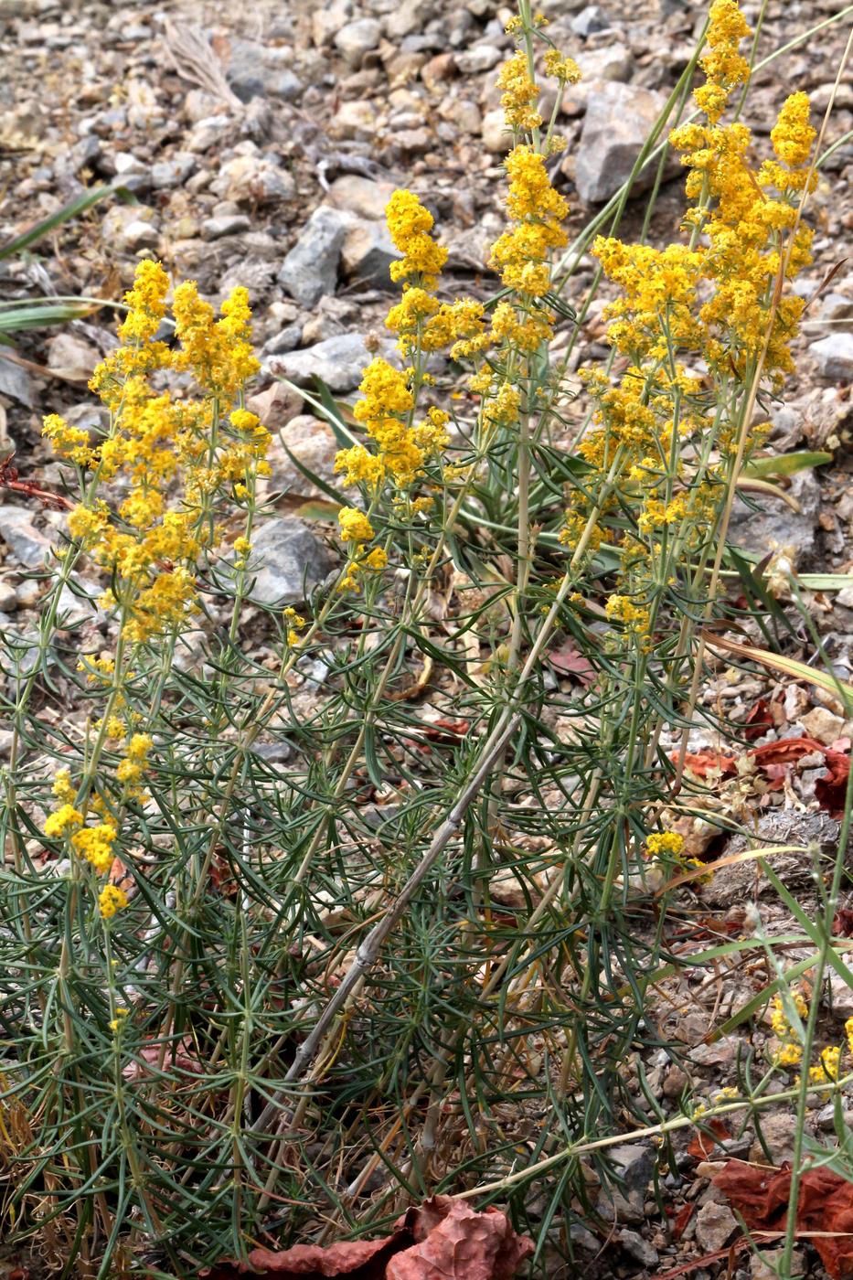 Image of Galium verum specimen.