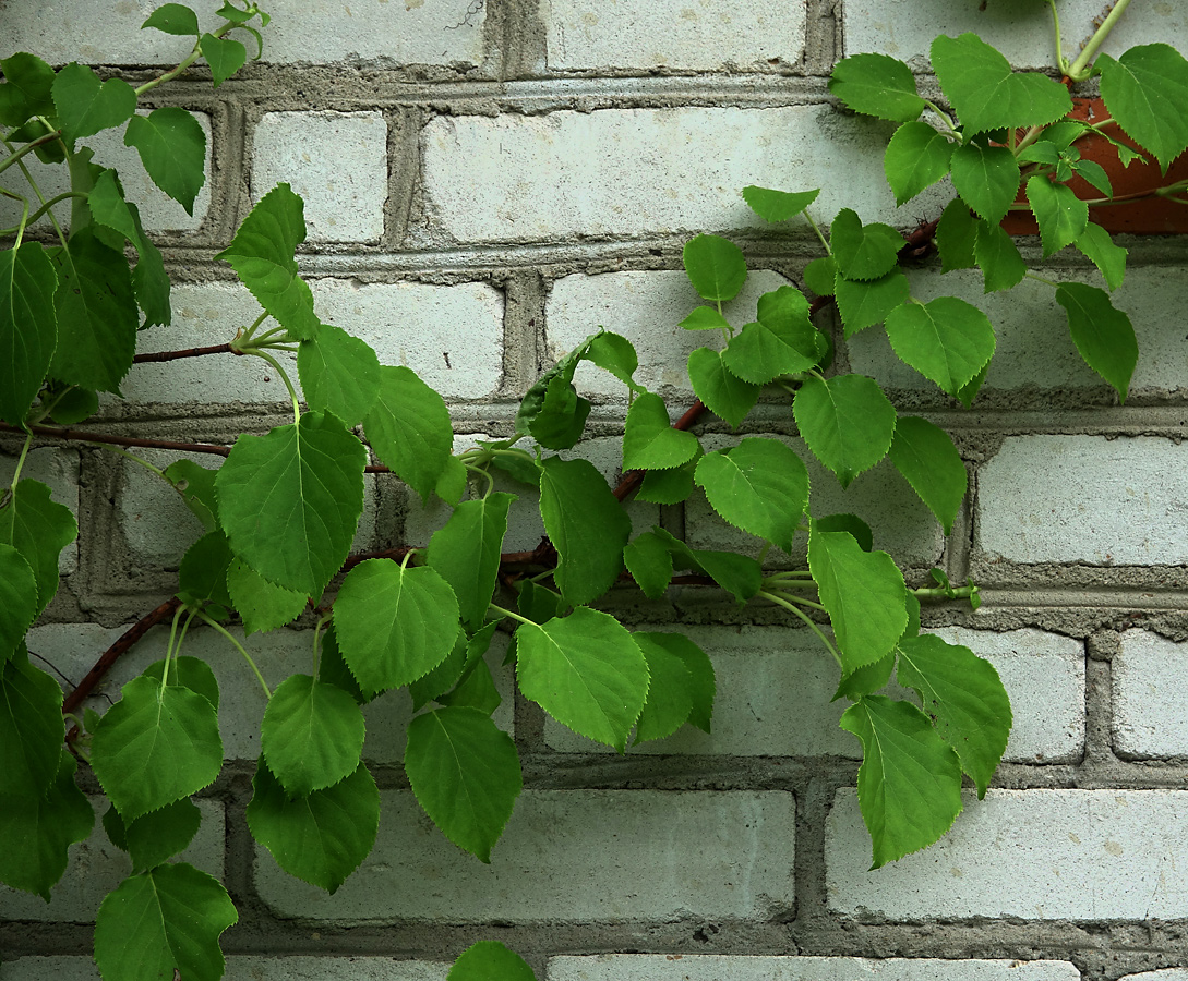 Изображение особи Hydrangea petiolaris.