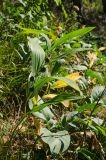 Polygonatum odoratum. Плодоносящее растение. Башкортостан, Гафурийский р-н, окр. дер. Толпарово, долина р. Зилим, каменисто-травянистый склон скального массива Кузганак. 1 сентября 2020 г.