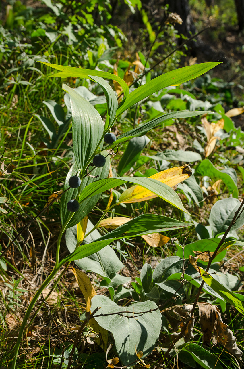 Image of Polygonatum odoratum specimen.